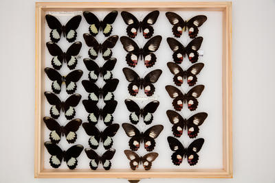 Papilio (Menelaides) ambrax ambrax