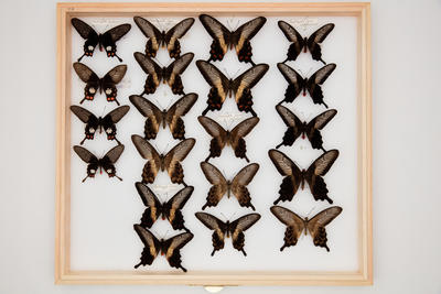 Pachliopta liris liris