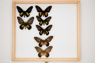 Troides haliphron pallens