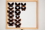 Euploea leucostictos viola image item