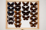 Euploea phaenareta callithoe image item
