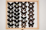 Papilio (Menelaides) ambrax ambrax image item