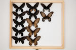 Atrophaneura hageni image item