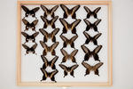 Pachliopta liris liris image item