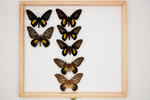 Troides haliphron pallens image item